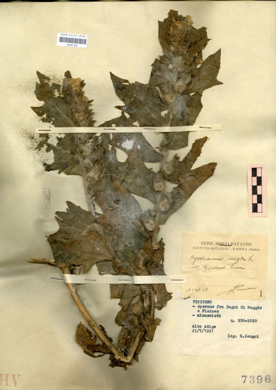Hyoscyamus niger L. var. typicus Fiori - erbario, Erbario delle Tre Venezie, Erbario delle Tre Venezie (1951/07/21)