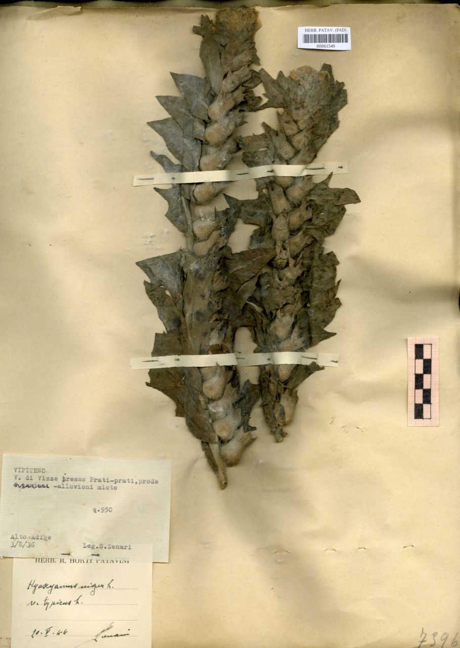 Hyoscyamus niger L. var.typicus Fiori - erbario, Erbario delle Tre Venezie, Erbario delle Tre Venezie (1936/08/03)