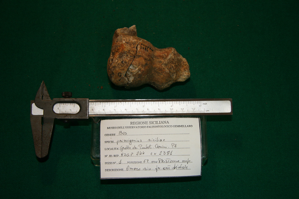 fossile (omero sinistro, esemplare)