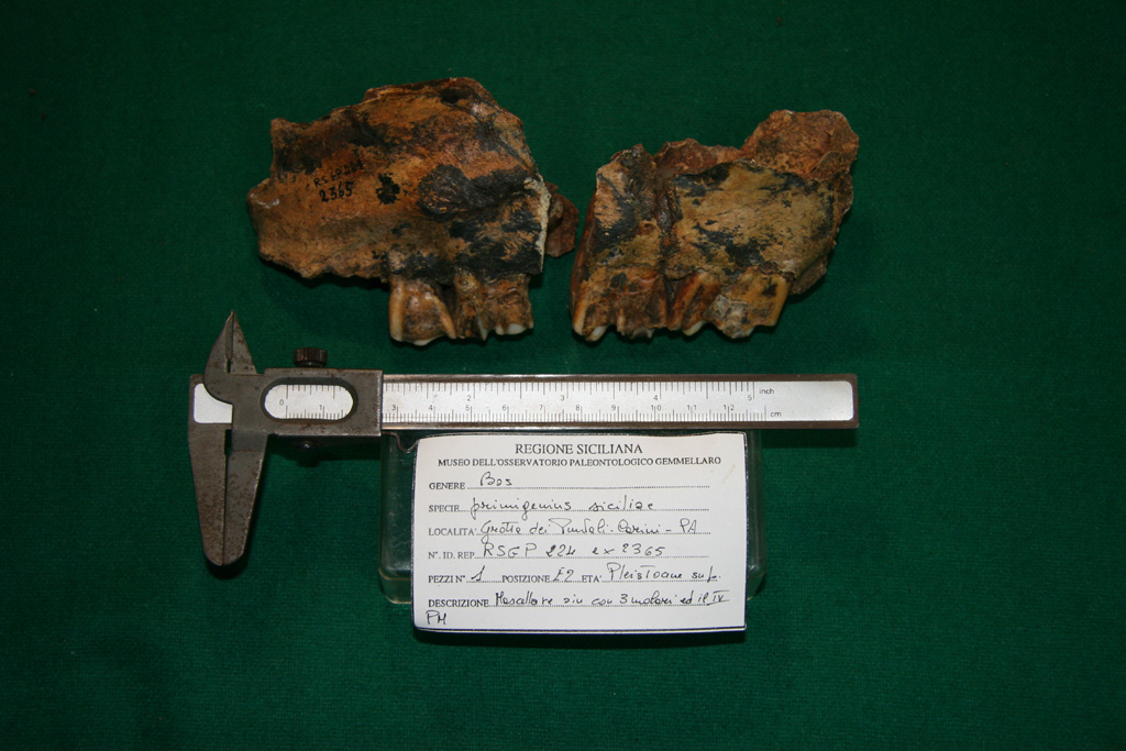 fossile (cranio, esemplare)