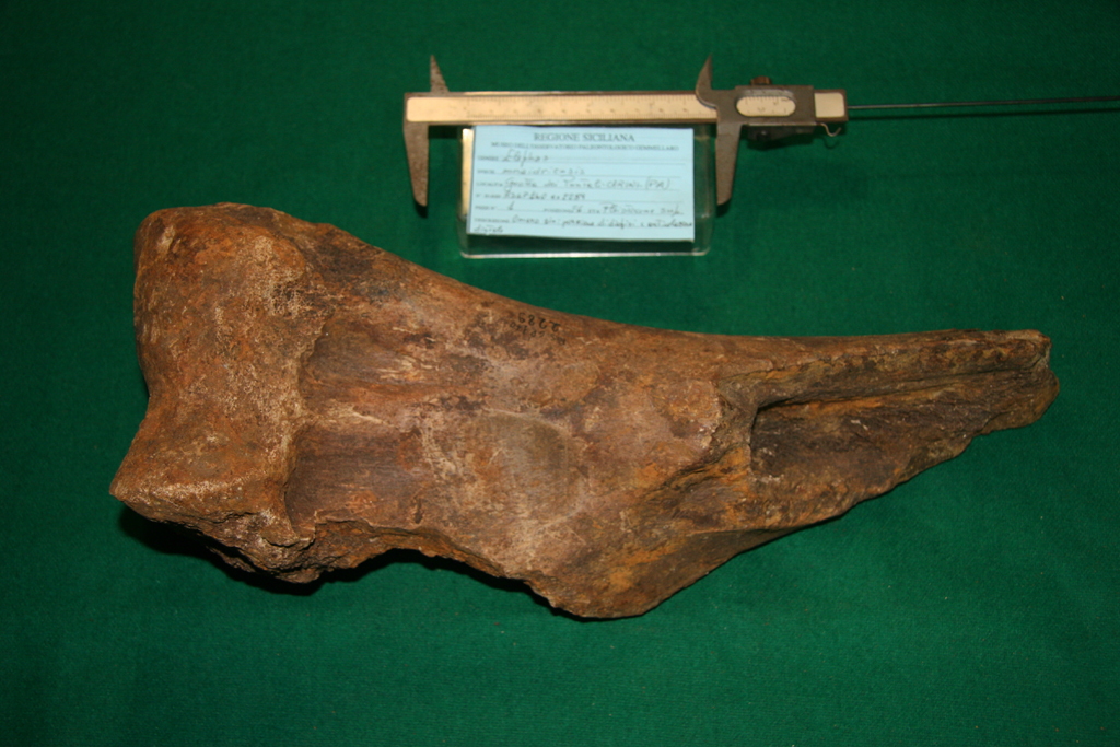 fossile (omero, esemplare)
