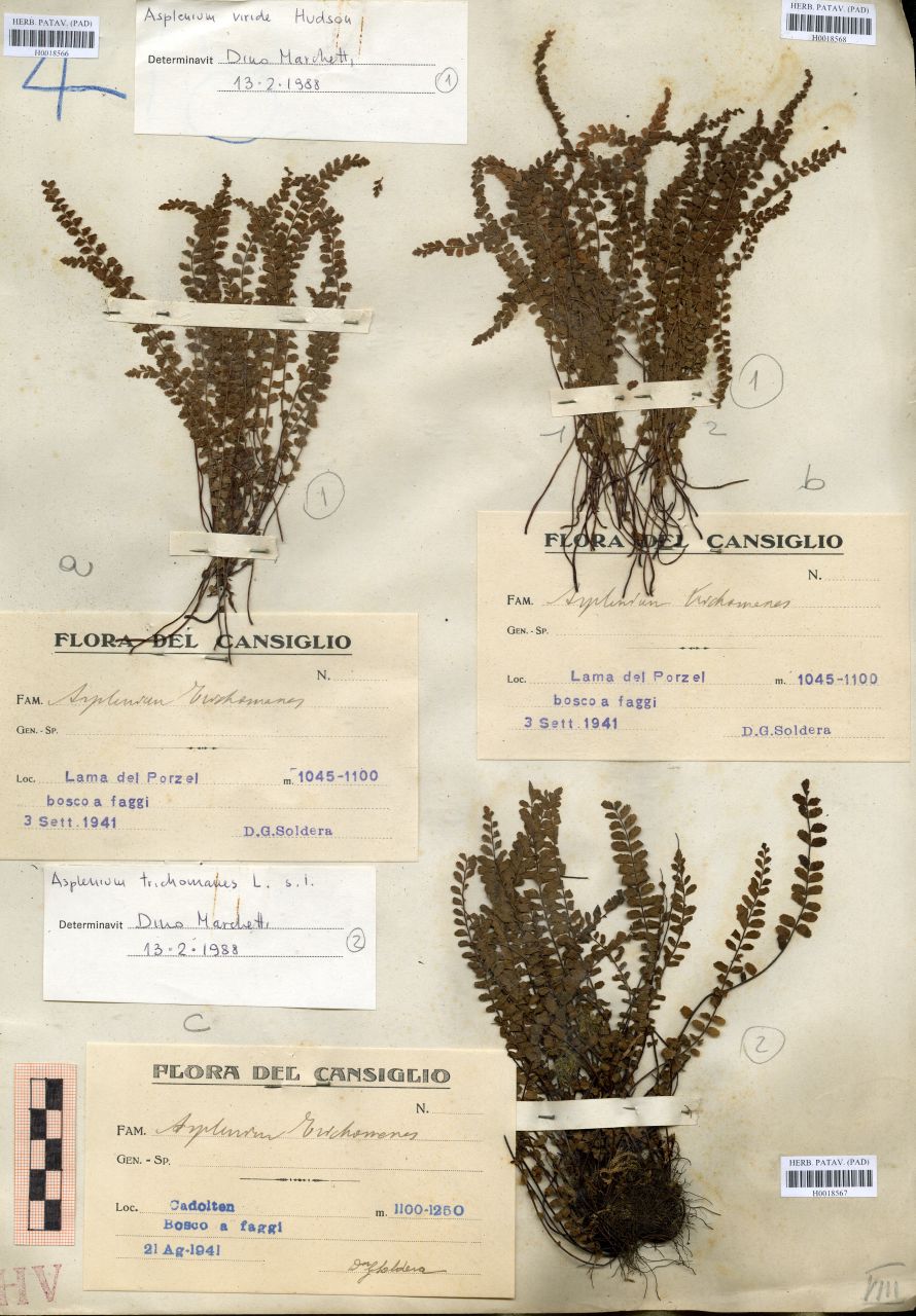 Asplenium trichomanes - erbario, Erbario delle Tre Venezie, Erbario delle Tre Venezie (1941/08/21)