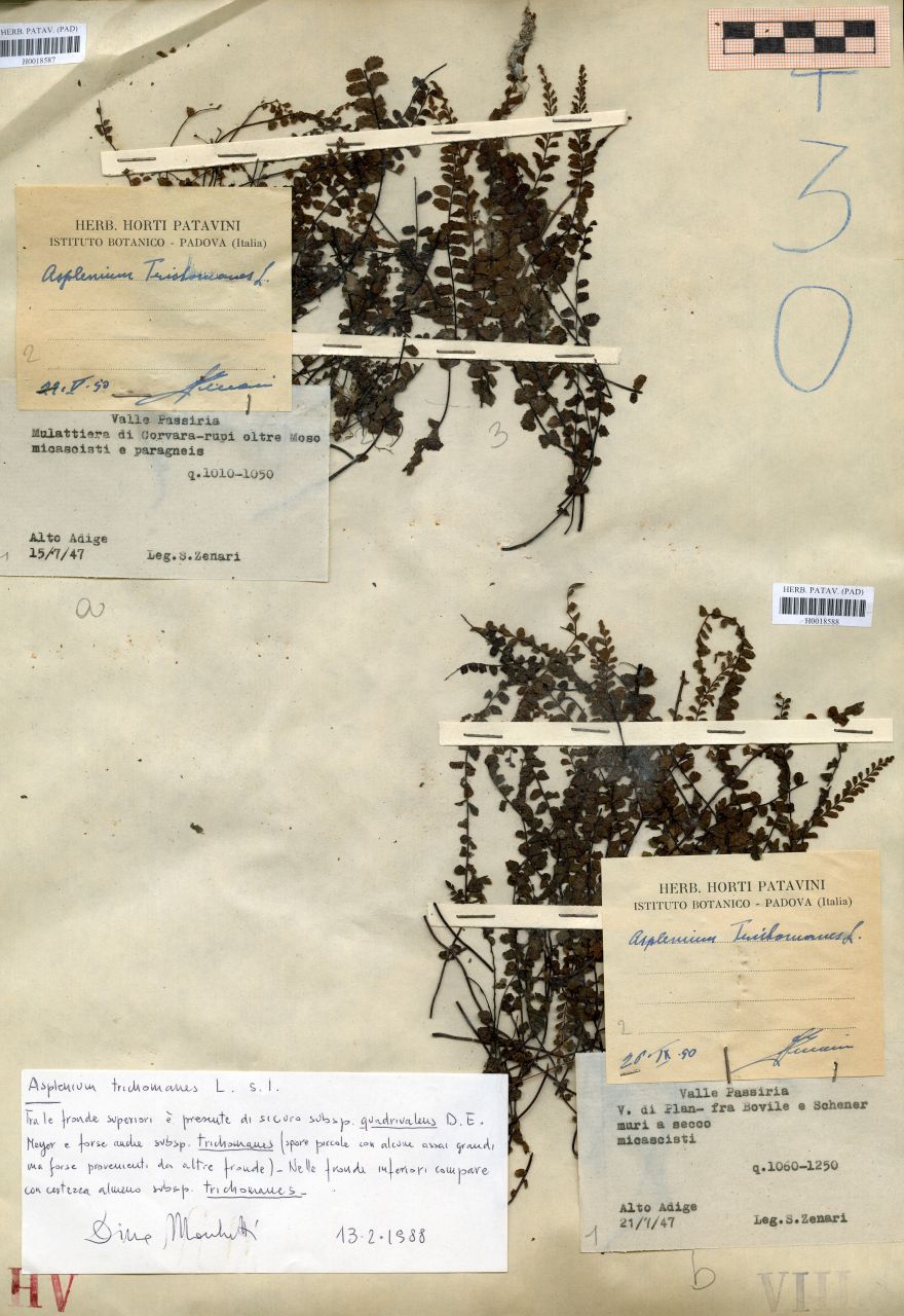Asplenium trichomanes L - erbario, Erbario delle Tre Venezie, Erbario delle Tre Venezie (1947/07/21)