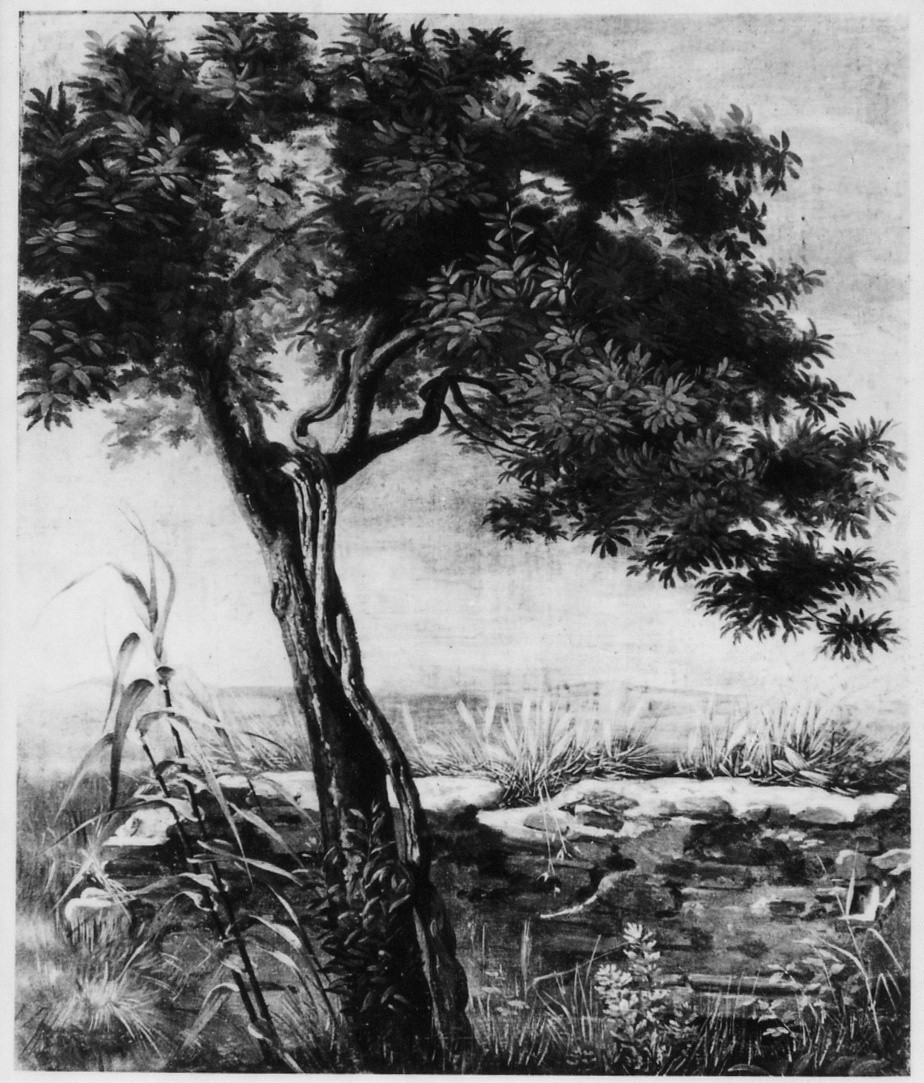 Pianta dal vero, paesaggio con albero (dipinto) di Conti Giacomo (metà sec. XIX)