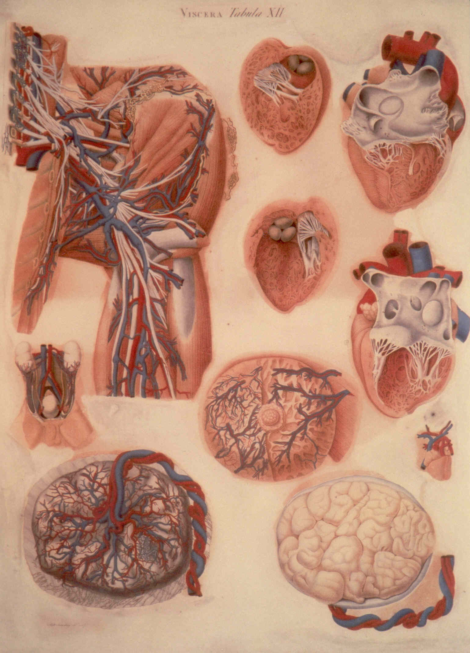 Viscera tabula XII, Particolari anatomici (stampa colorata a mano) di Mascagni Paolo (attribuito), Serantoni Antonio (attribuito) (XIX)