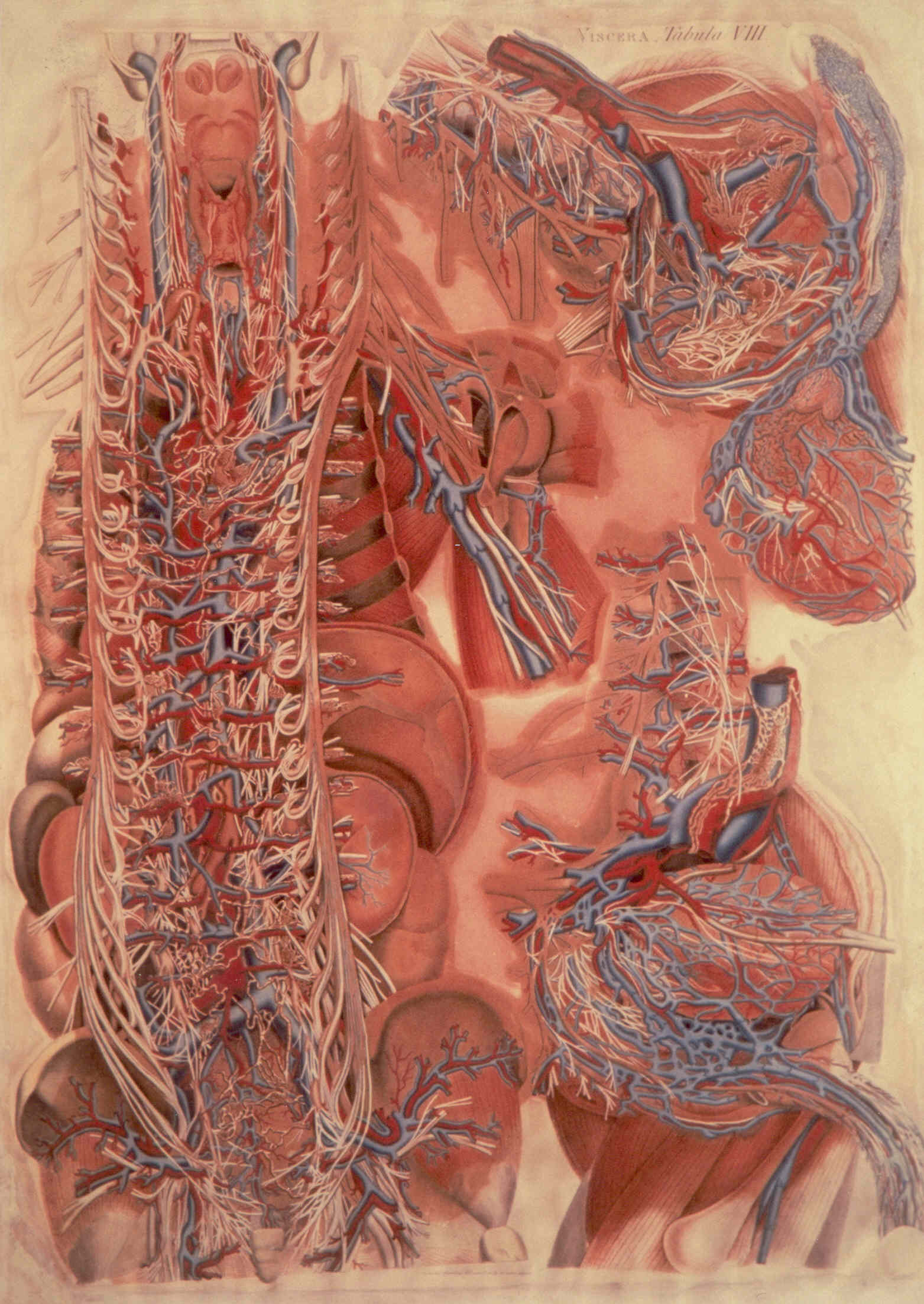 VISCERA VIII, soggetto anatomico (stampa colorata a mano) di Mascagni Paolo (attribuito), Serantoni Antonio (attribuito) (XIX)