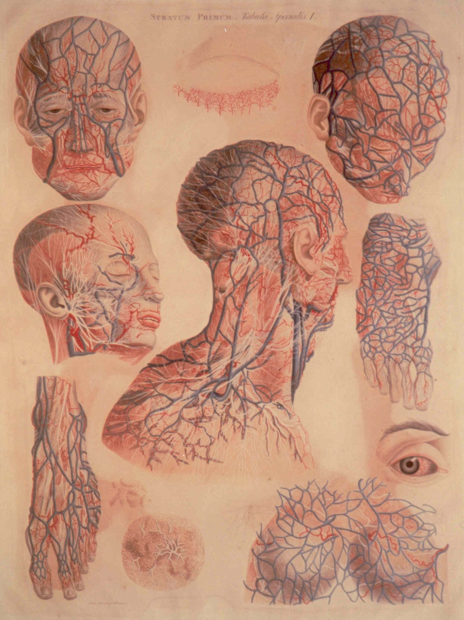 Soggetto anatomico (stampa colorata a mano) di Mascagni Paolo (attribuito), Serantoni Antonio (attribuito) (XIX)