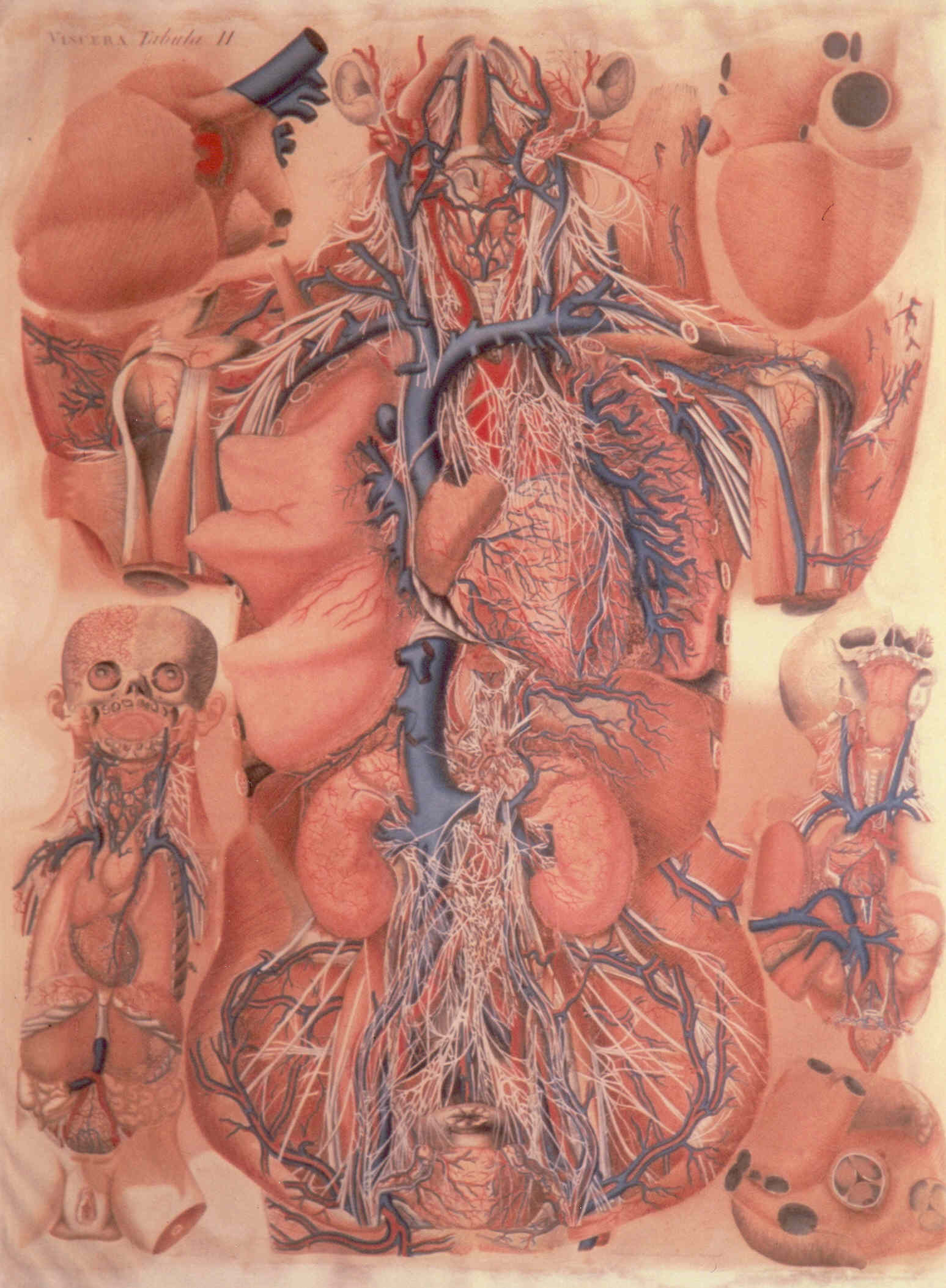 Viscera, soggetto anatomico (stampa colorata a mano) di Mascagni Paolo (attribuito), Serantoni Antonio (attribuito) (XIX)