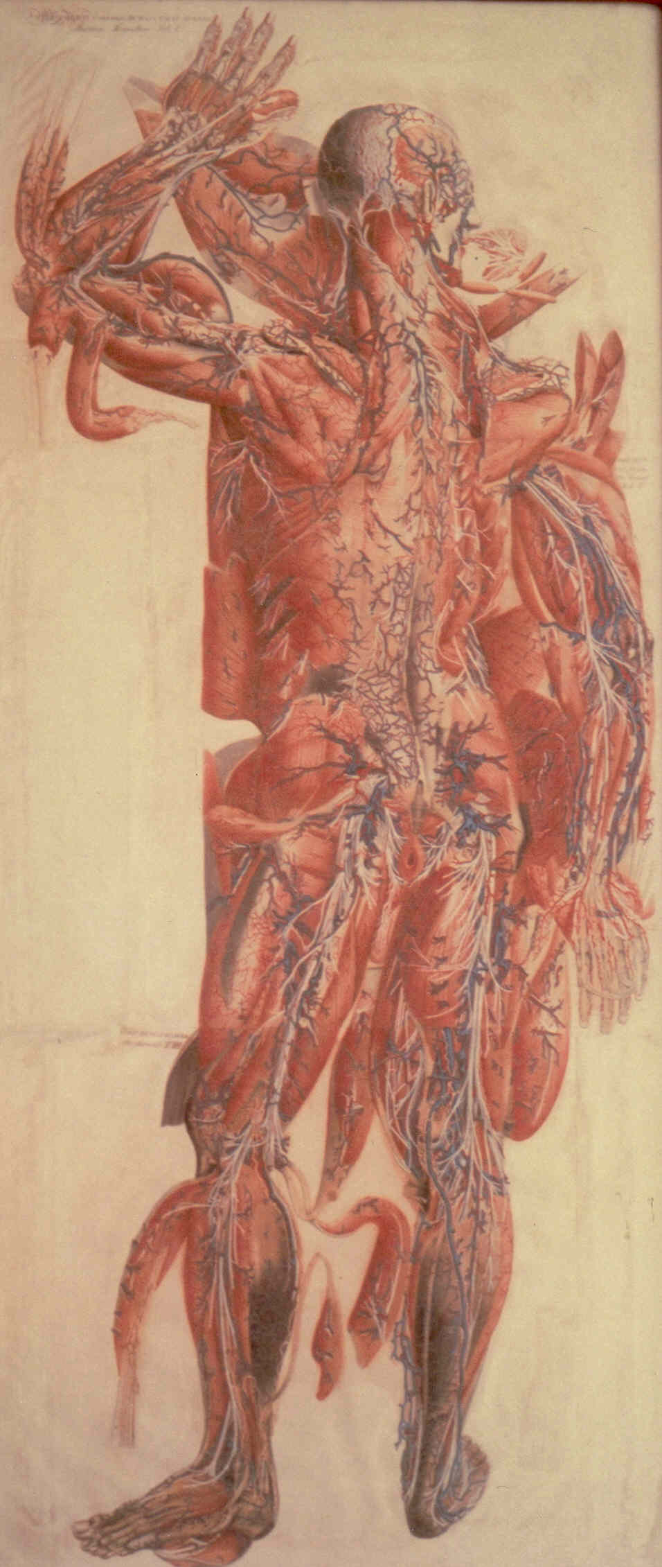 soggetto anatomico (stampa colorata a mano) di Mascagni Paolo (attribuito), Serantoni Antonio (attribuito) (XIX)