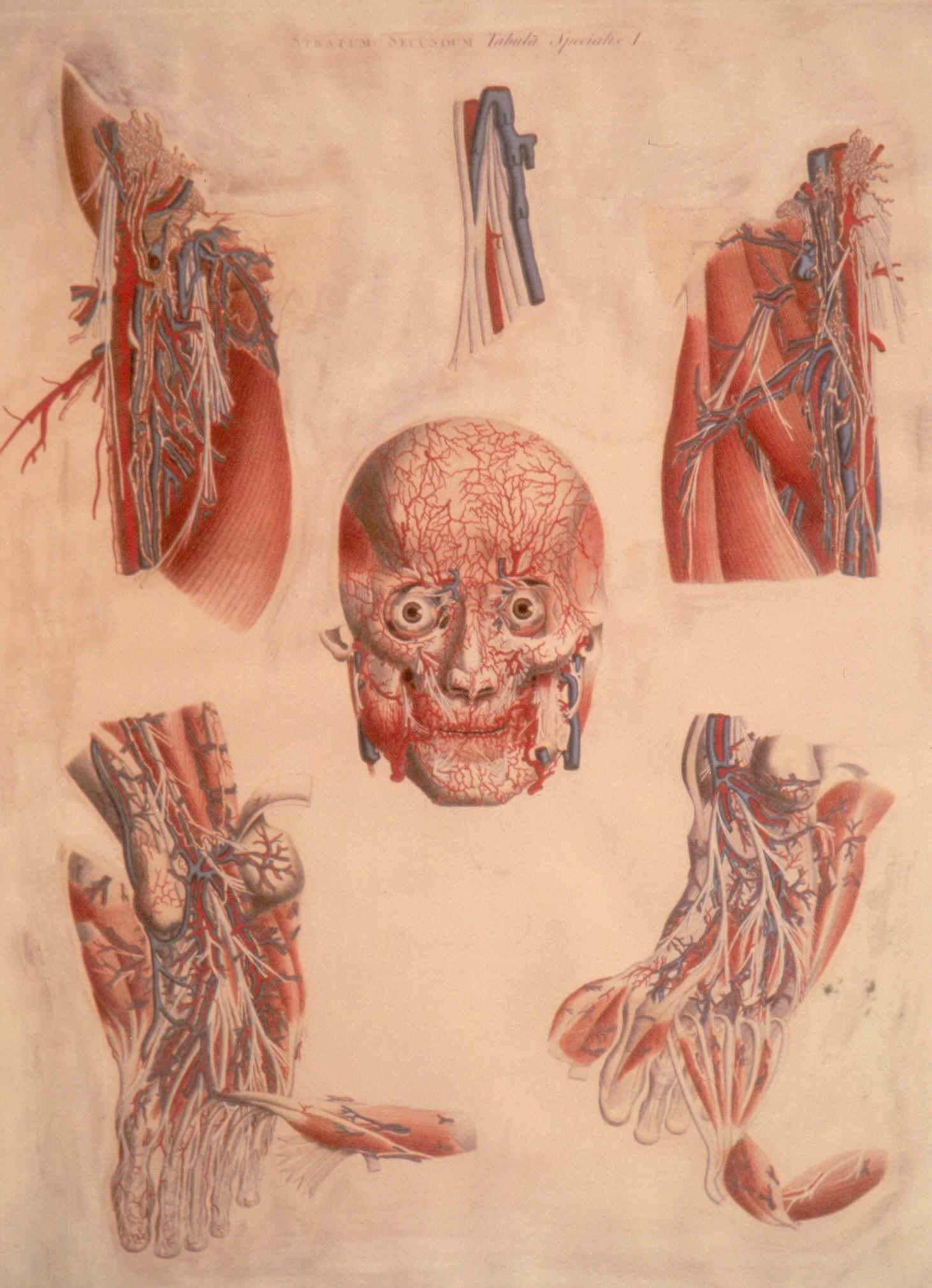 Soggetto anatomico (stampa colorata a mano) di Mascagni Paolo (attribuito), Serantoni Antonio (attribuito) (XIX)