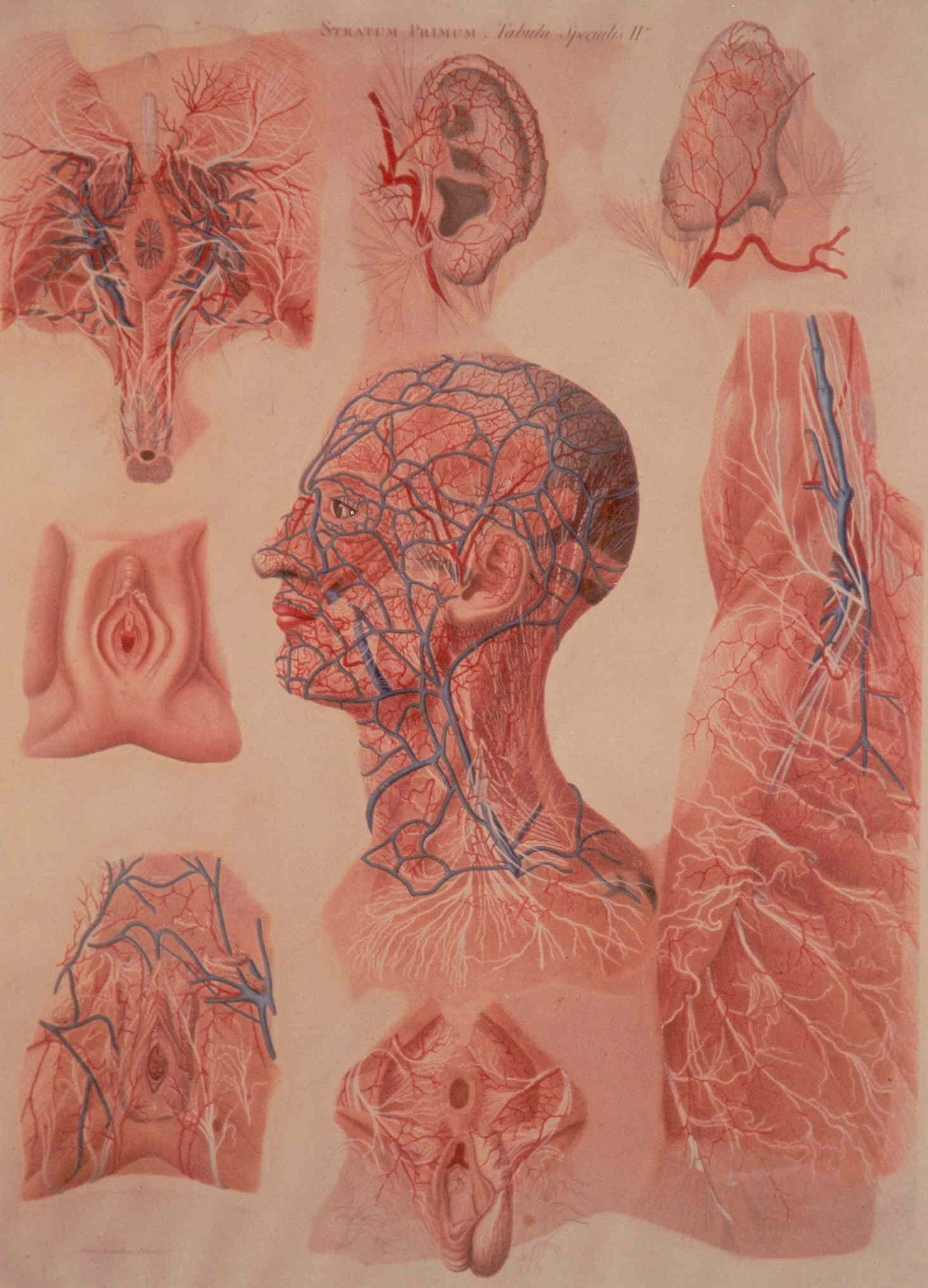 Stratum Primum, soggetto anatomico (stampa colorata a mano) di Mascagni Paolo (attribuito), Serantoni Antonio (attribuito) (XIX)