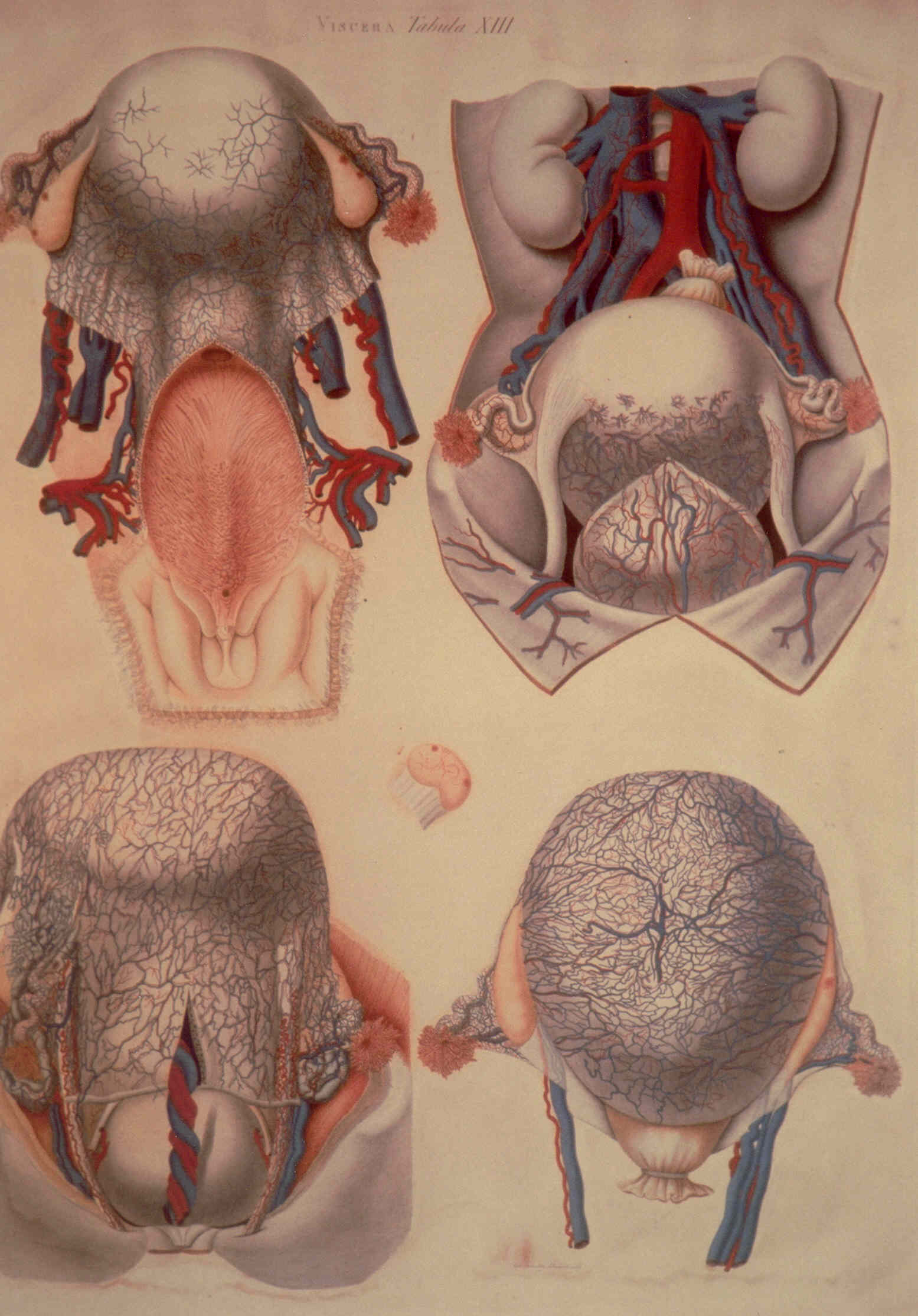 particolari anatomici (stampa colorata a mano) di Mascagni Paolo (attribuito), Serantoni Antonio (attribuito) (XIX)