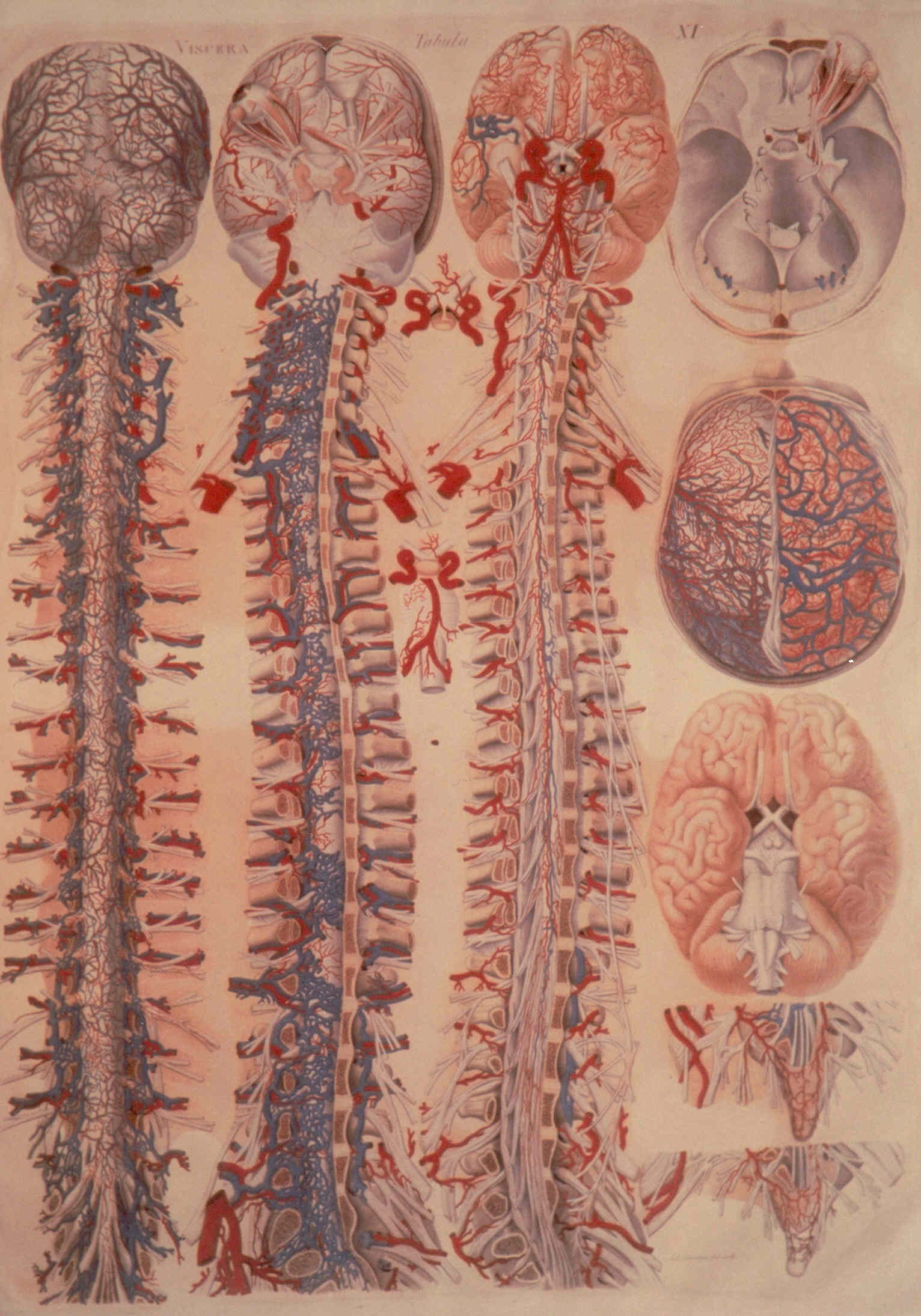 Viscera tabula XI, Particolari anatomici (stampa colorata a mano) di Mascagni Paolo (attribuito), Serantoni Antonio (attribuito) (XIX)