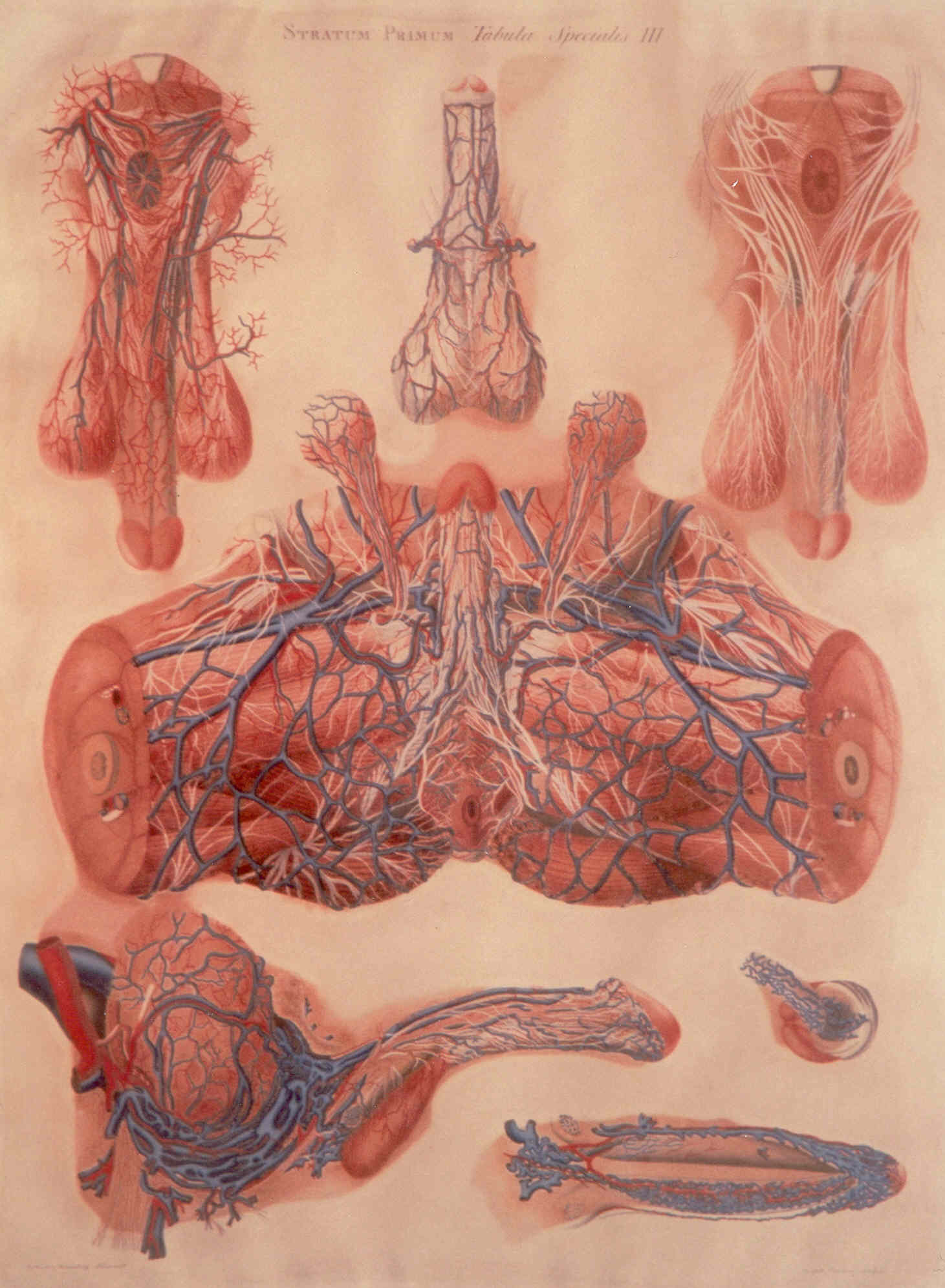 particolari anatomici (stampa colorata a mano) di Mascagni Paolo (attribuito), Serantoni Antonio (attribuito), Canacci Giuseppe (attribuito) (XIX)