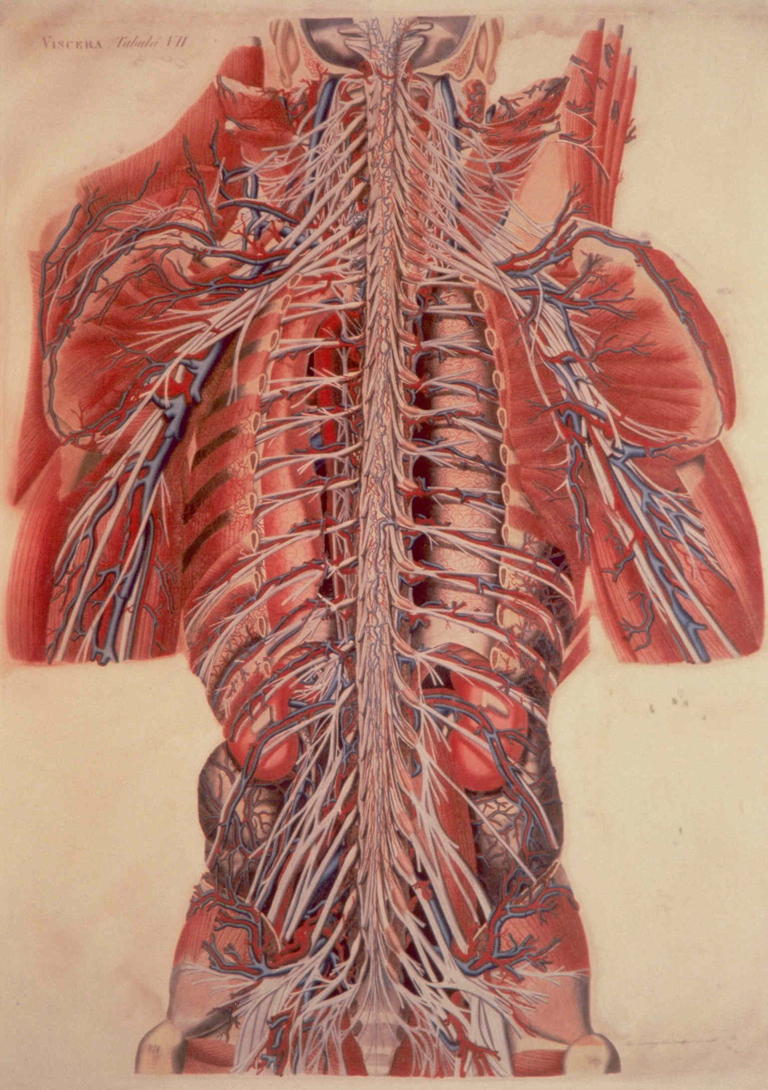 VISCERA VII, soggetto anatomico (stampa colorata a mano) di Mascagni Paolo (attribuito), Serantoni Antonio (attribuito) (XIX)