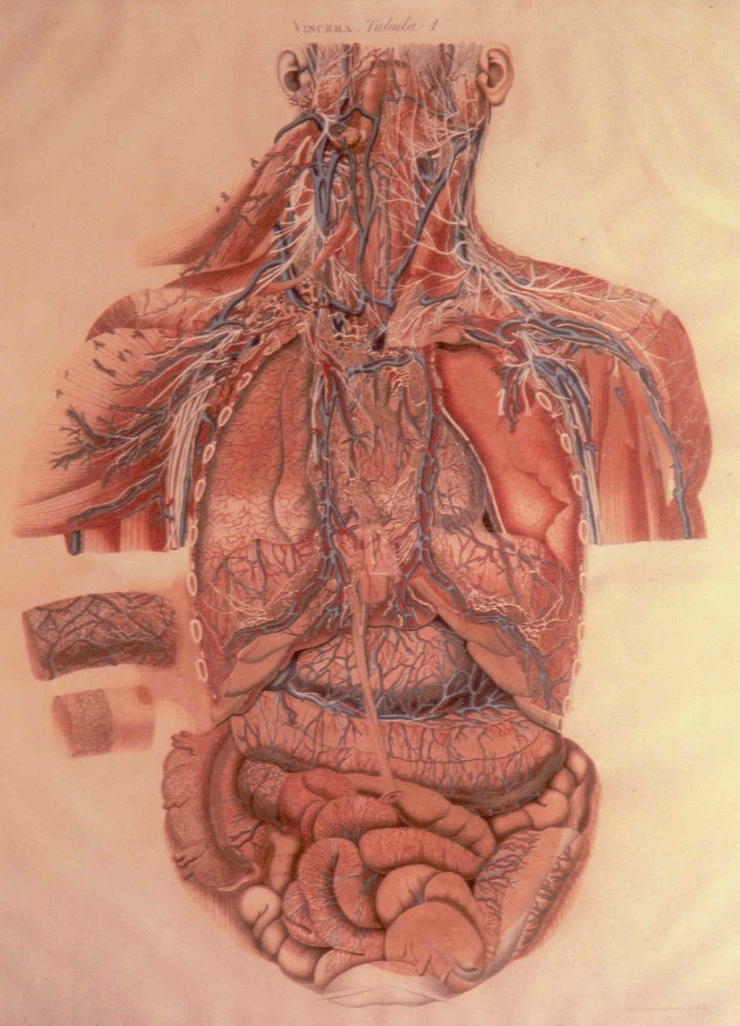 Viscera, soggetto anatomico (stampa colorata a mano) di Mascagni Paolo (attribuito), Serantoni Antonio (attribuito) (XIX)