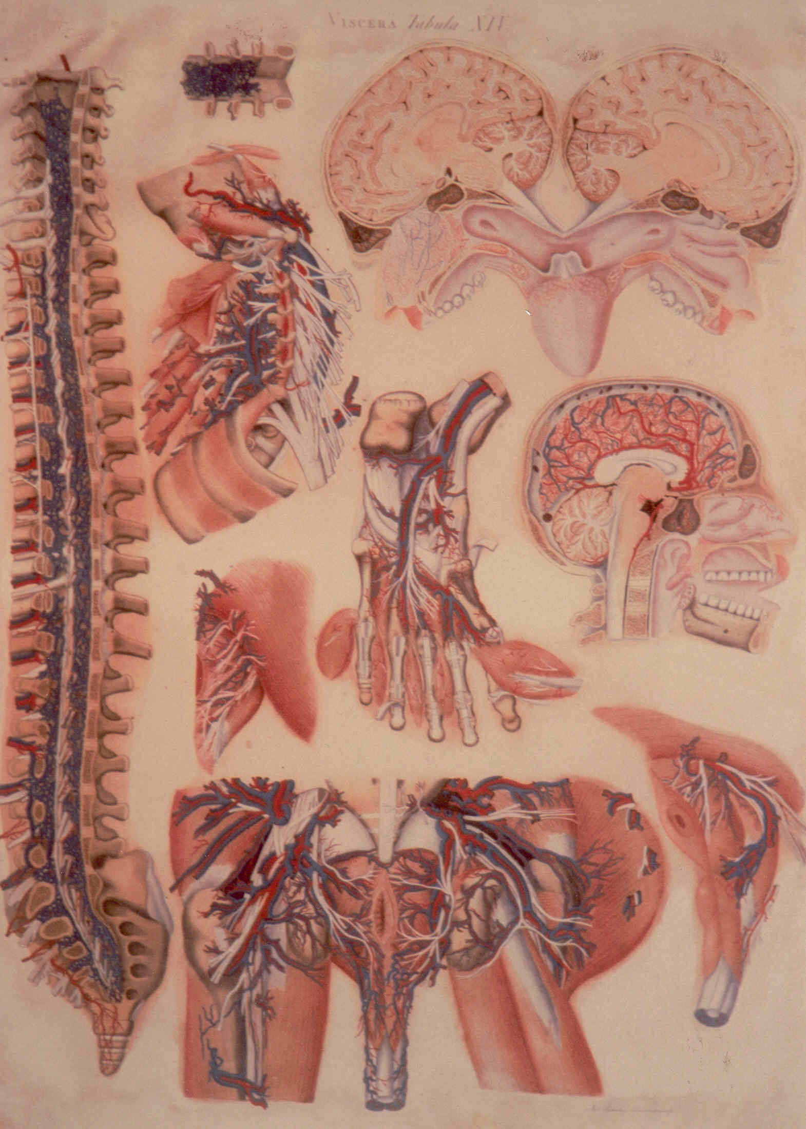 particolari anatomici (stampa colorata a mano) di Mascagni Paolo (attribuito), Serantoni Antonio (attribuito) (XIX)