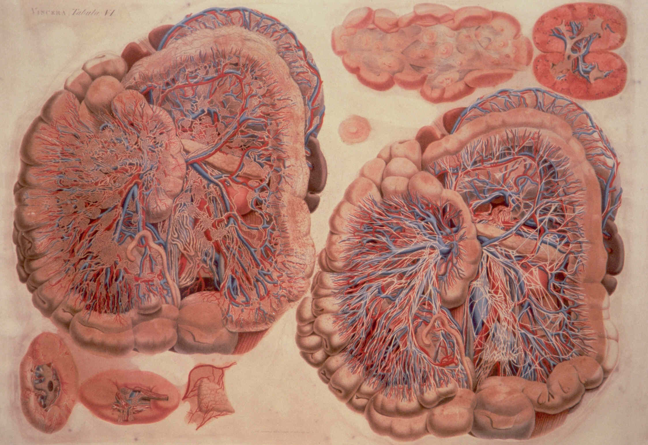 tavola anatomica (stampa colorata a mano) di Mascagni Paolo (attribuito), Serantoni Antonio (attribuito) (XIX)