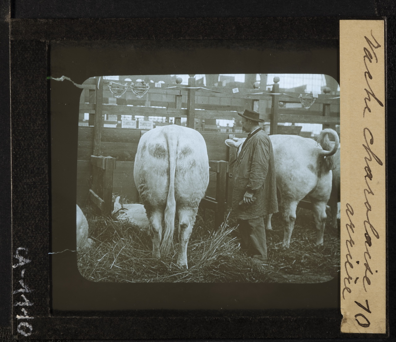 Allevamento - Bovini di razza Charolise - Vacche (positivo) di Anonimo (XIX)