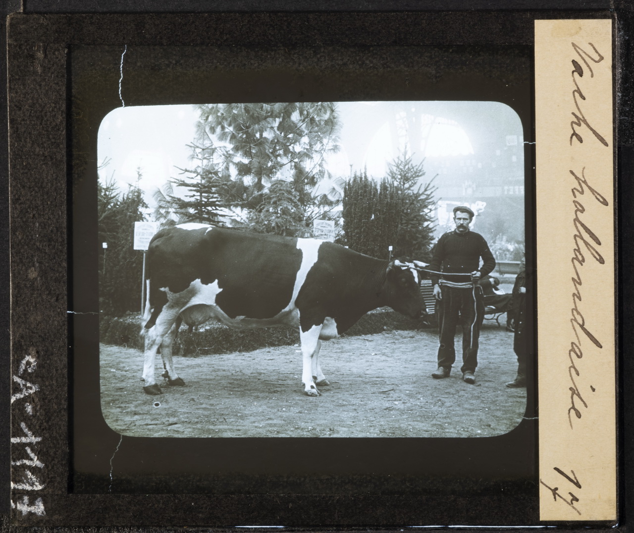 Allevamento - Bovini di razza Frisona Olandese - Vacche (positivo) di Anonimo (XIX)