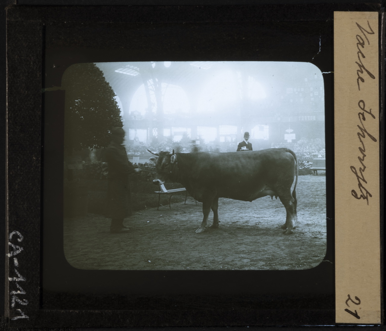 Allevamento - Bovini di razza Bruna Svizzera - Vacche (positivo) di Anonimo (XIX)