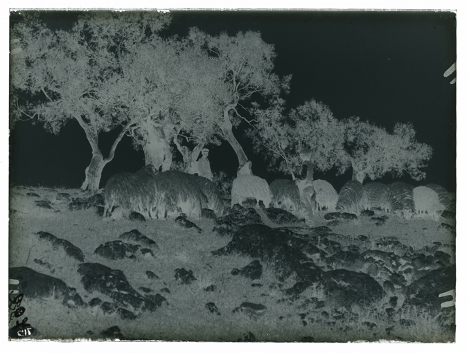Paesaggio pugliese - pecore al pascolo (negativo) di Palumbo, Giuseppe (XX)