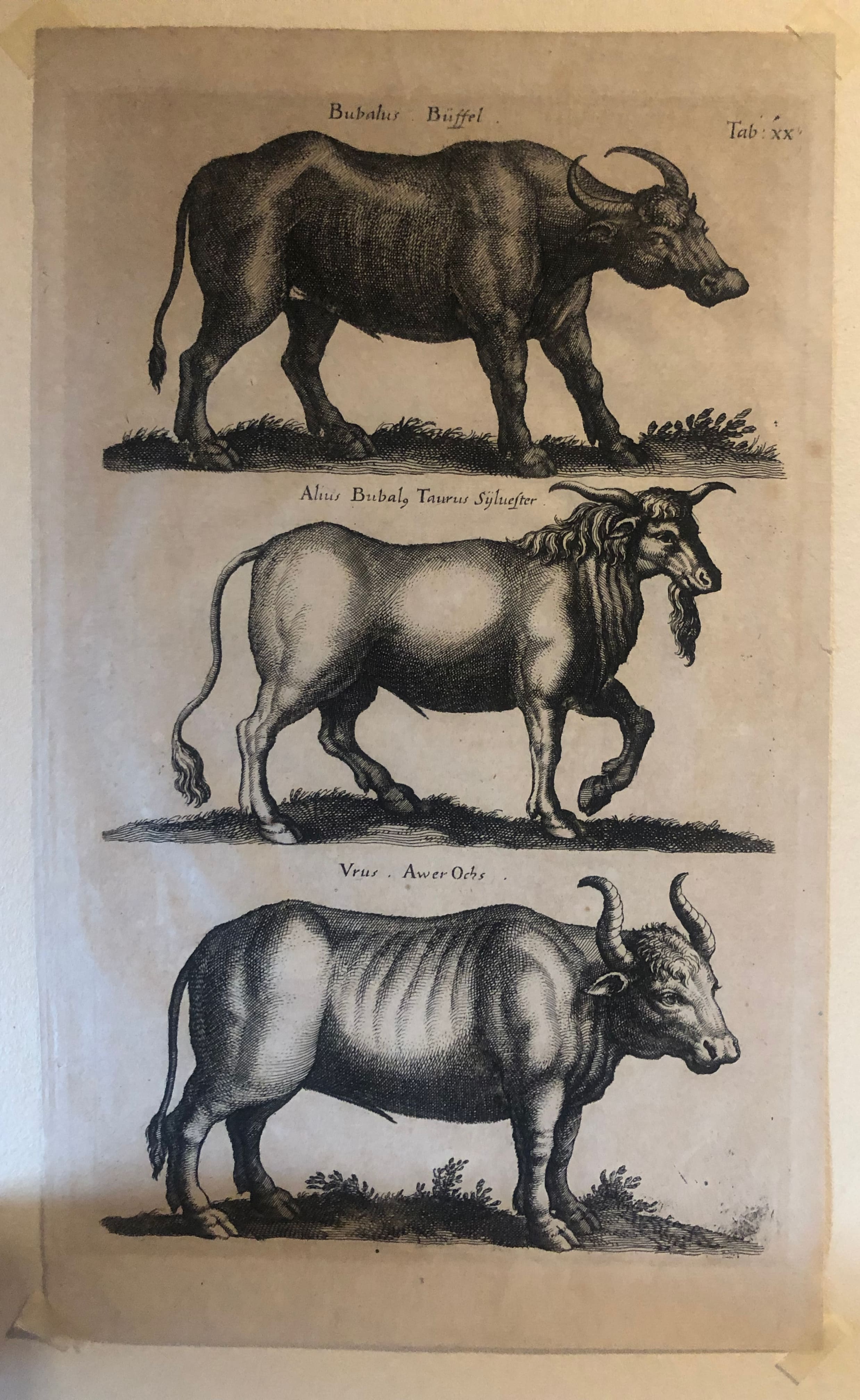 Bufali (stampa) di Merian Matthaus il vecchio - ambito svizzero (sec. XVII)