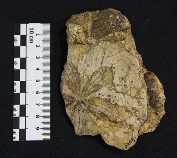 Fossile (esemplare)