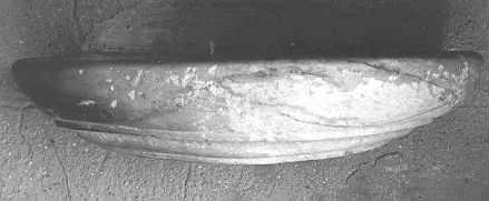 acquasantiera da parete - ambito apuoversiliese (sec. XVII)