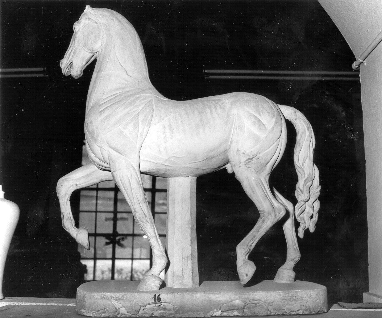 cavallino anatomica (statua) - ambito italiano (prima metà sec. XX)