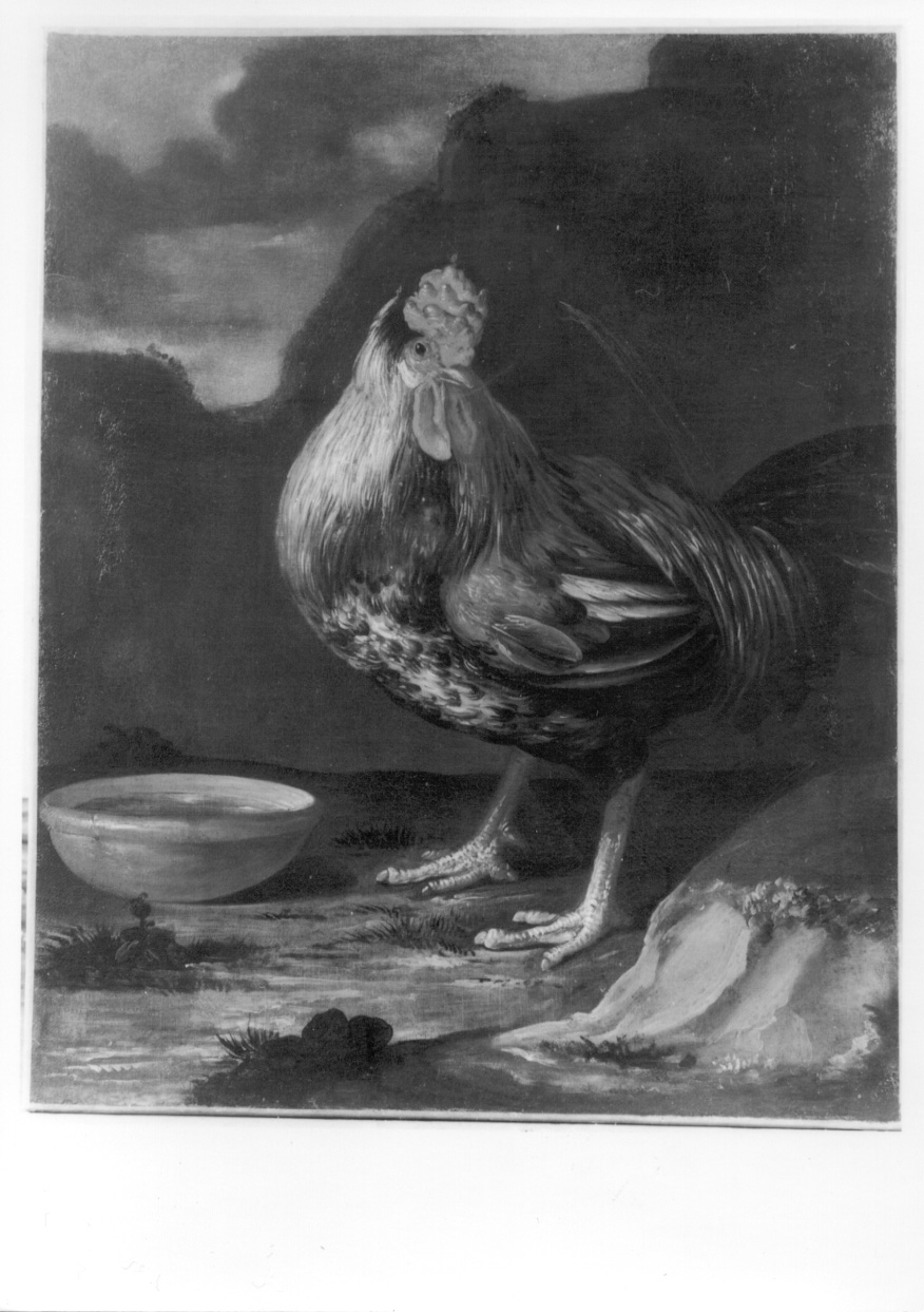 gallo (dipinto, opera isolata) di Crivelli Giovanni detto Crivellino (secondo quarto sec. XVIII)
