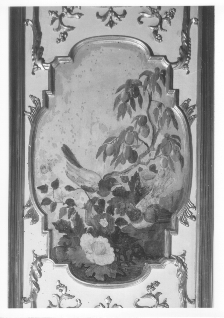 motivi decorativi vegetali con uccelli (scuro di finestra, complesso decorativo) di Alfieri Benedetto, Massa Pietro (metà sec. XVIII)