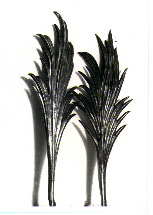 palma di San Faustino Martire (attributo iconografico di immagine sacra) - bottega napoletana (metà sec. XVIII)