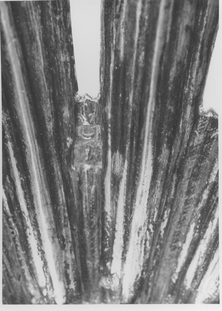 aureola di immagine sacra di Condursi Mattia (sec. XIX)
