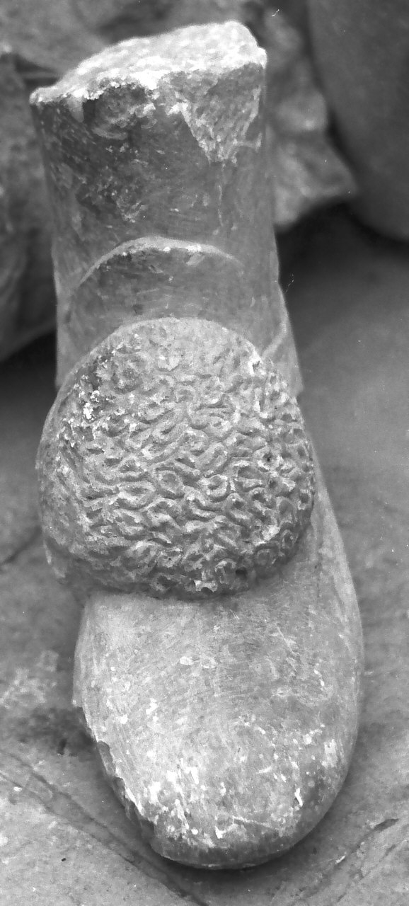 piede, frammento - bottega calabrese (sec. XVII)