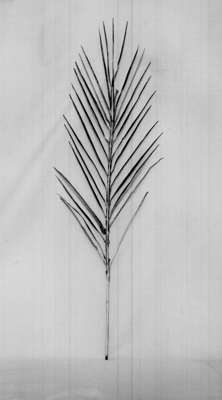 palma (attributo iconografico di immagine sacra, opera isolata) - bottega Italia meridionale (sec. XX)