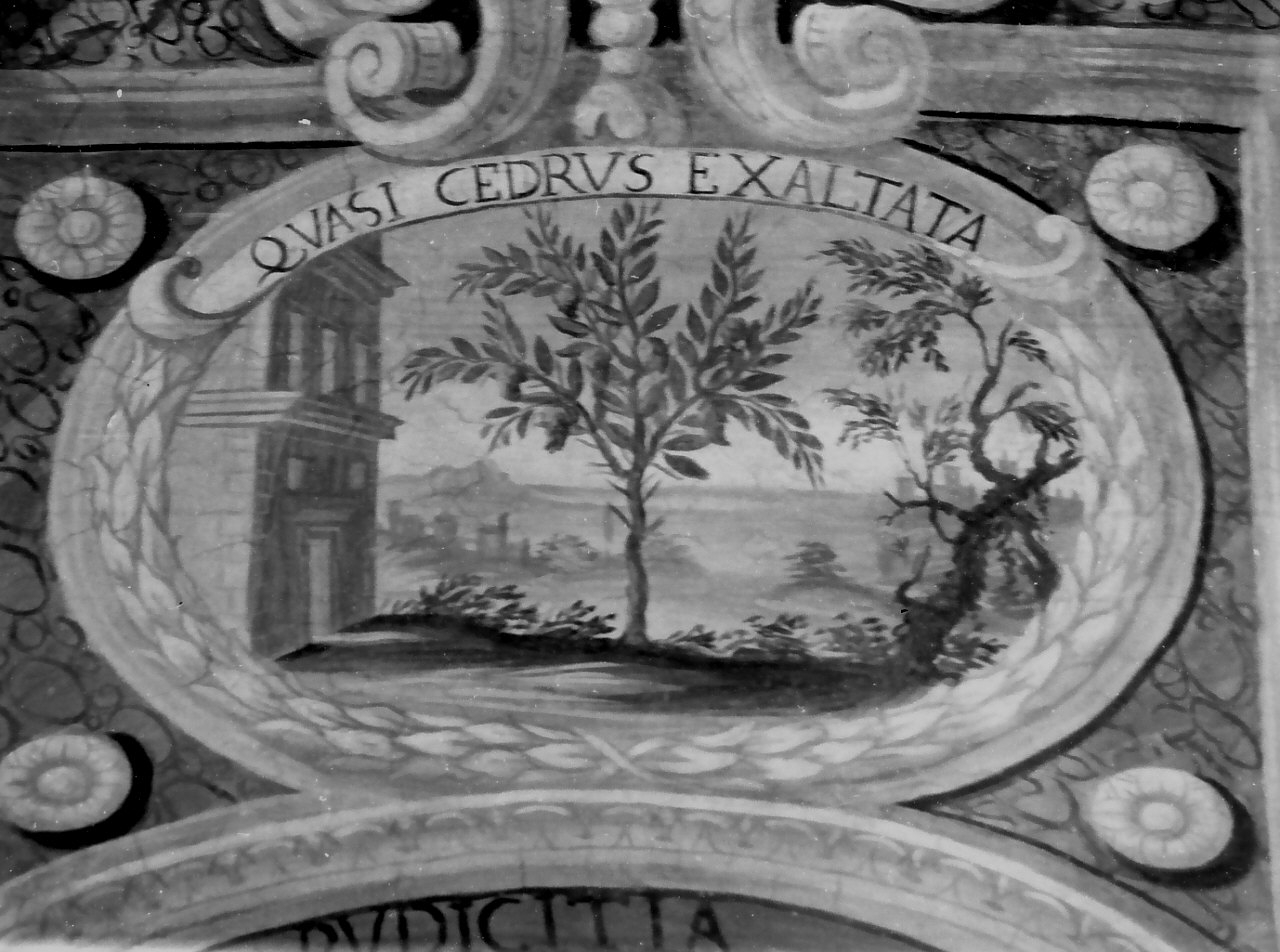 cedro (dipinto, elemento d'insieme) - ambito Italia meridionale (inizio sec. XVIII)