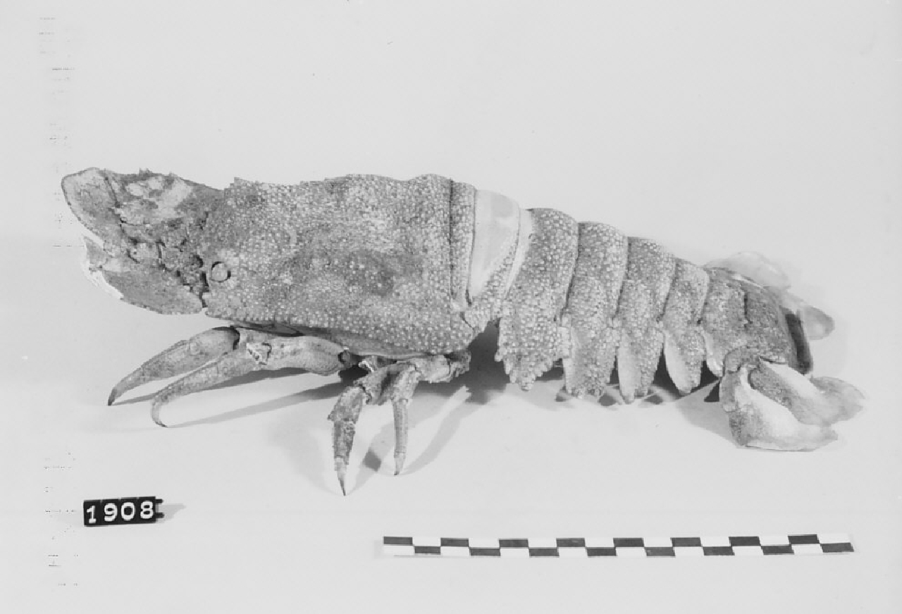 guscio di scyllarus arctus, amuleti - manifattura (sec. XX)
