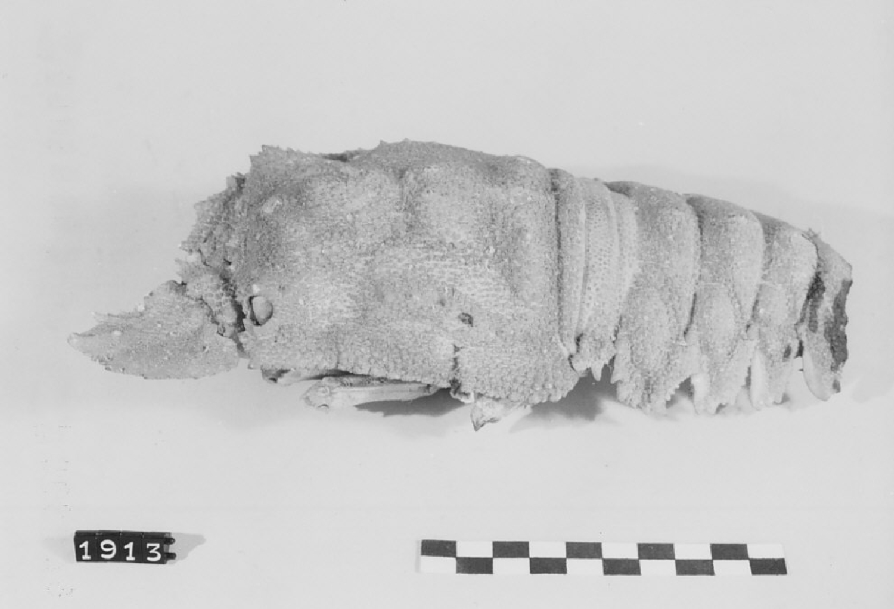 guscio di scyllarus arctus, amuleti - manifattura (sec. XX)