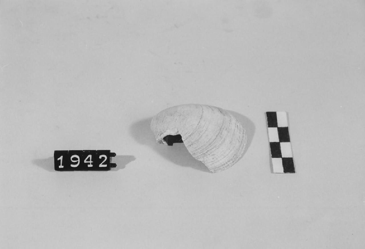 conchiglia fossile, amuleti - manifattura (sec. XX)