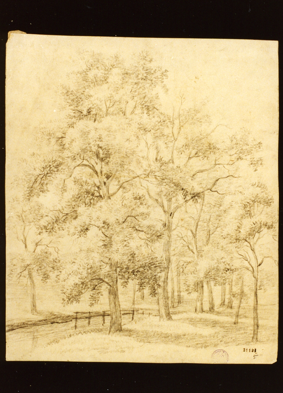 studio di alberi (disegno) - ambito danese (metà sec. XIX)
