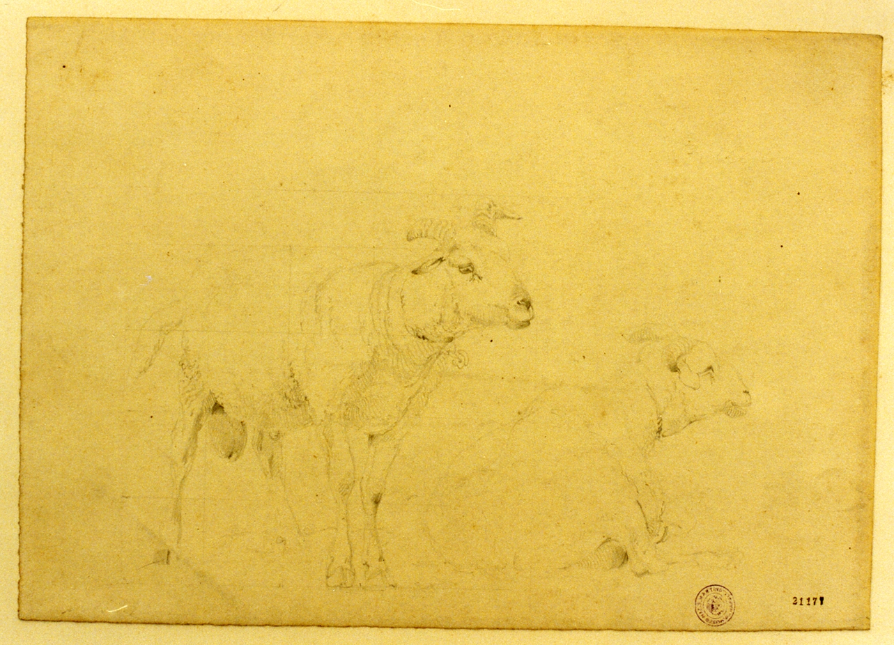studio di capre (disegno) di Zillen Johann Wilhelm (sec. XIX)