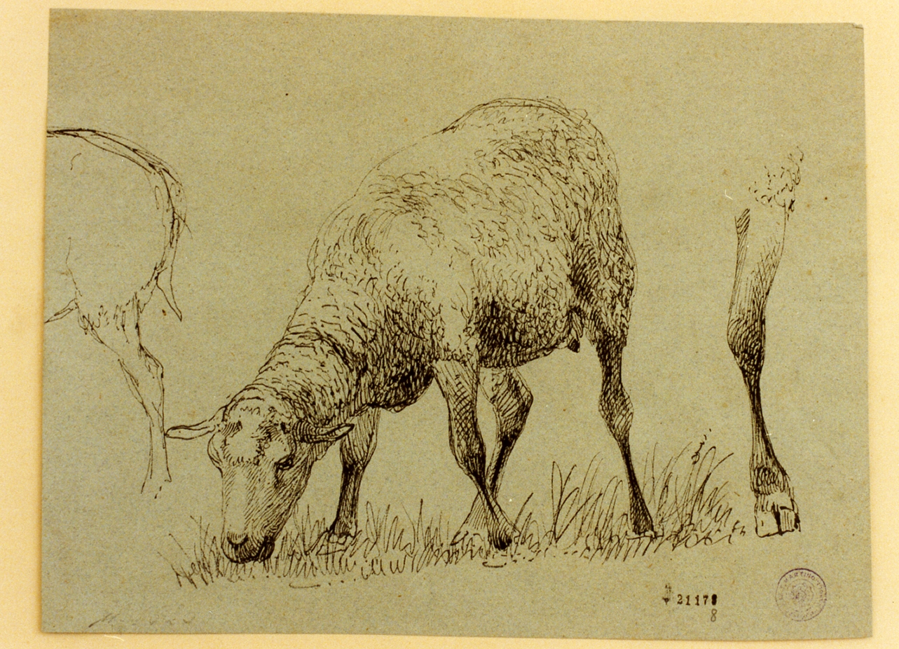 studio di pecora (disegno) di Zillen Johann Wilhelm (sec. XIX)