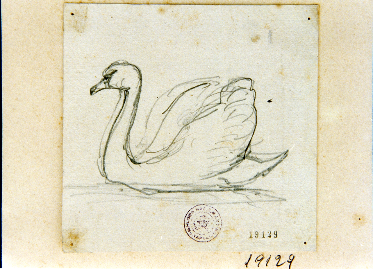 cigno (disegno) di Gigante Giacinto (secondo quarto sec. XIX)