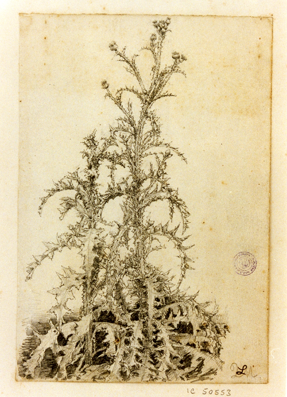 studio di vegetazione (disegno) di Michetti Quintilio (sec. XIX)