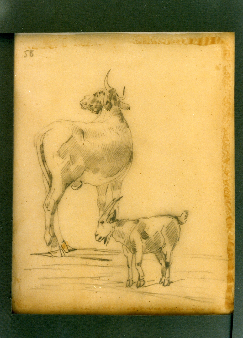 studio di mucca e capra (disegno) di Carelli Consalvo (sec. XIX)