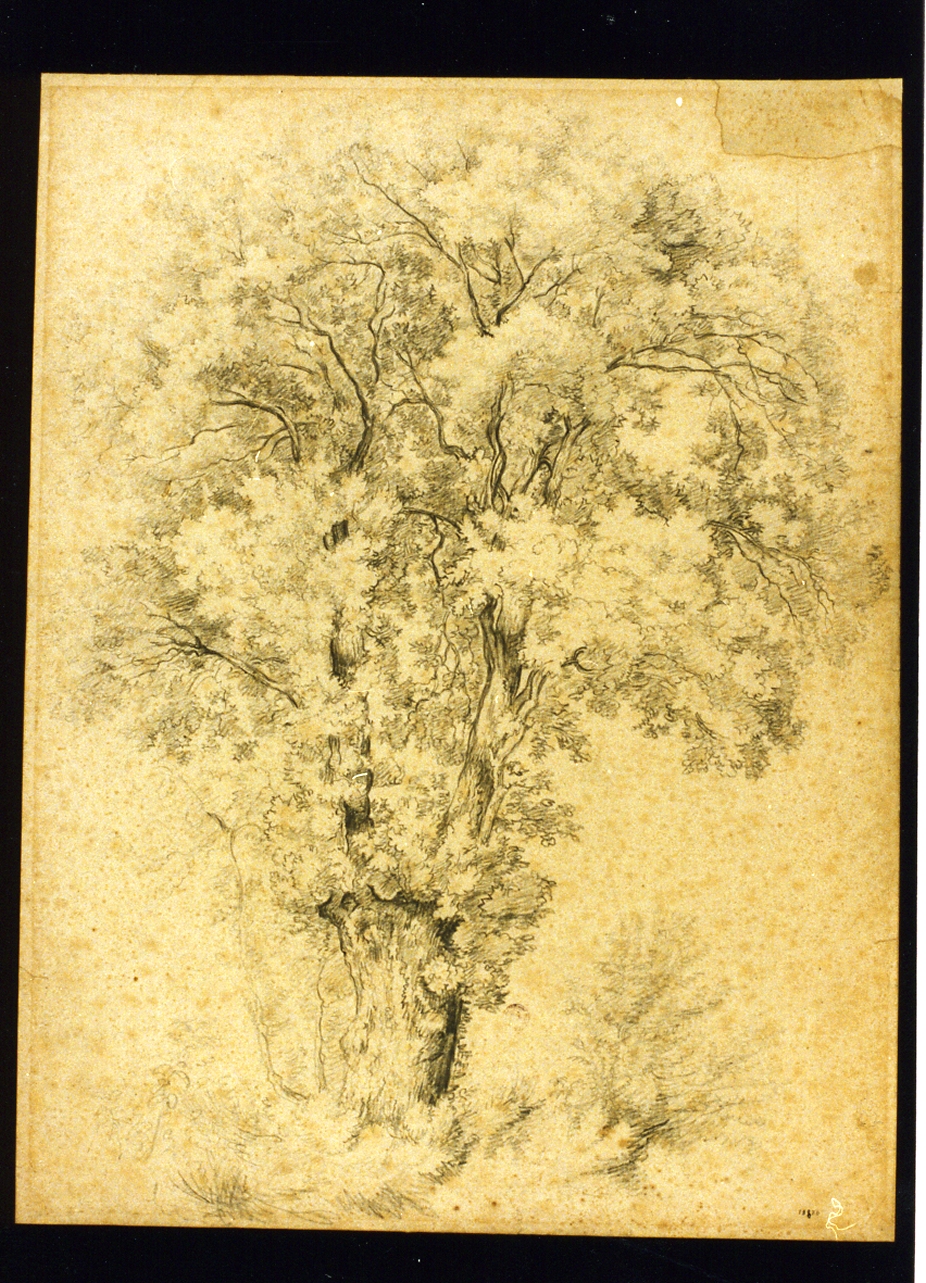 studio di alberi (disegno) di Fergola Salvatore (sec. XIX)