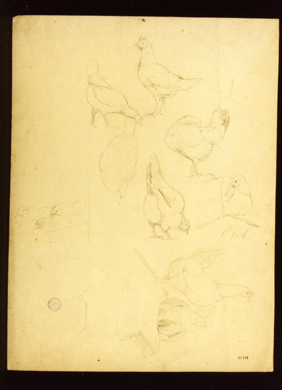 studio di galline (disegno) di Aagaard Carl Frederik (sec. XIX)