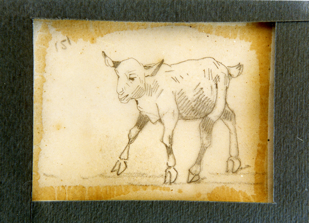 studio di vitello (disegno) di Carelli Consalvo (sec. XIX)