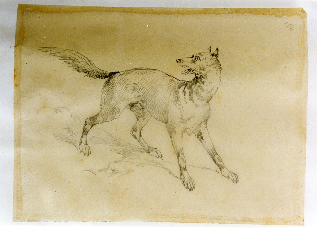 studio di cane che abbaia (disegno) di Carelli Consalvo (sec. XIX)